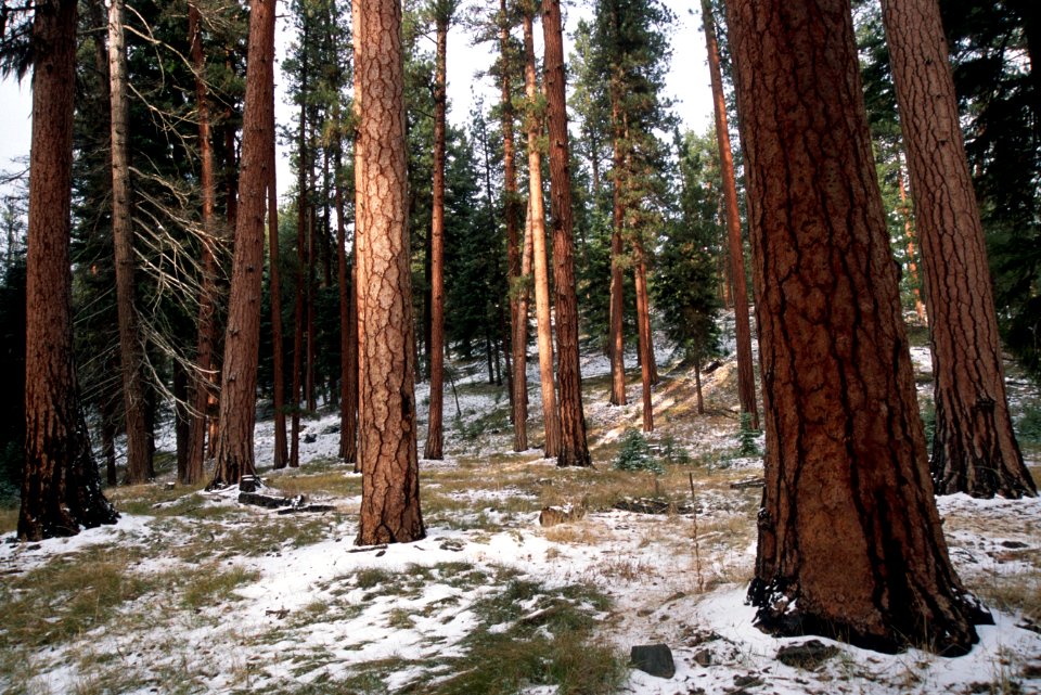 481 prescribed fire effects, Ochoco National Forest