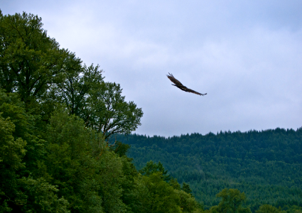 VULTURE IN FLIGHT WILLAMETTE
