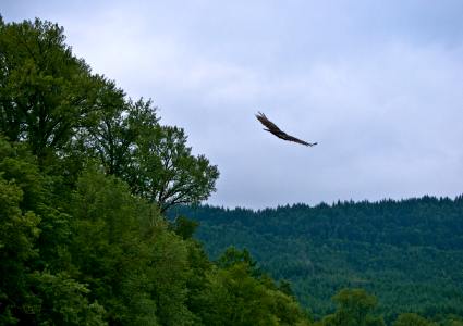 VULTURE IN FLIGHT WILLAMETTE photo