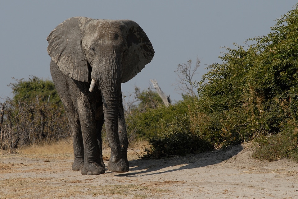 Bull majestic botswana