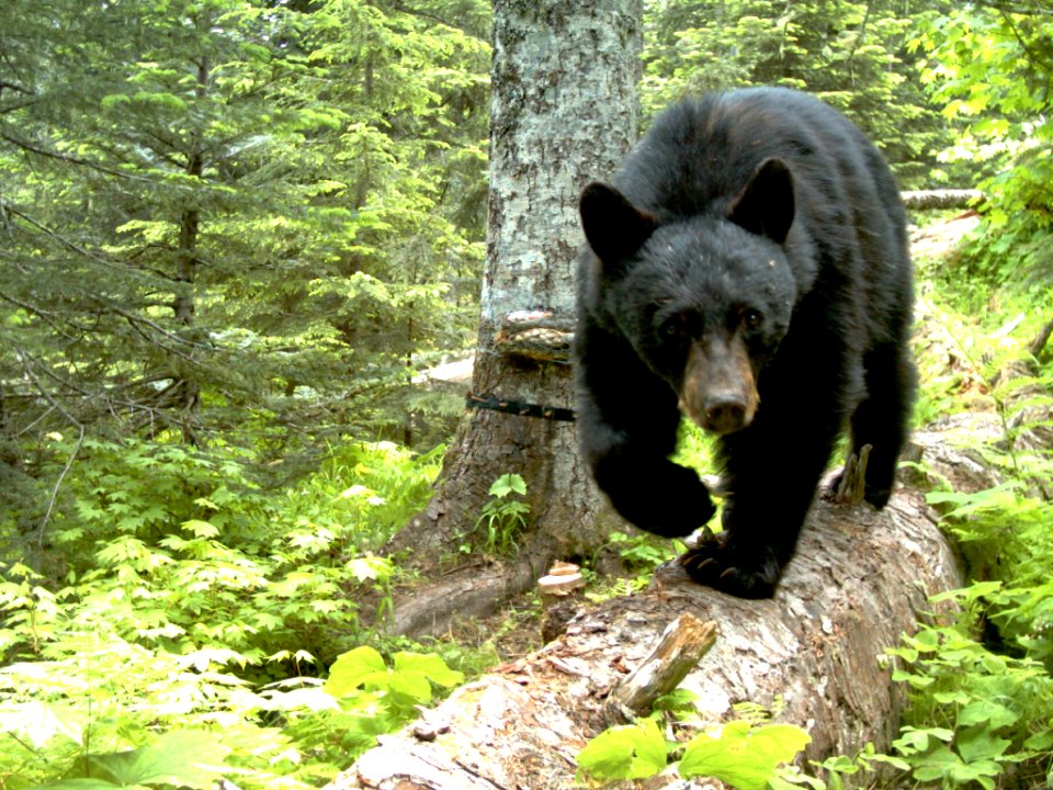 A Black Bear Lumbers Down a Log