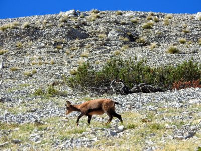 Chamois  Col  des  Tempetes