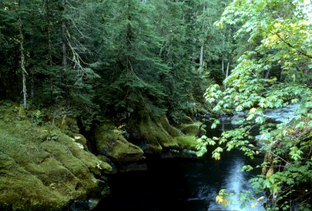 Willamette National Forest, MacKenzie River.jpg