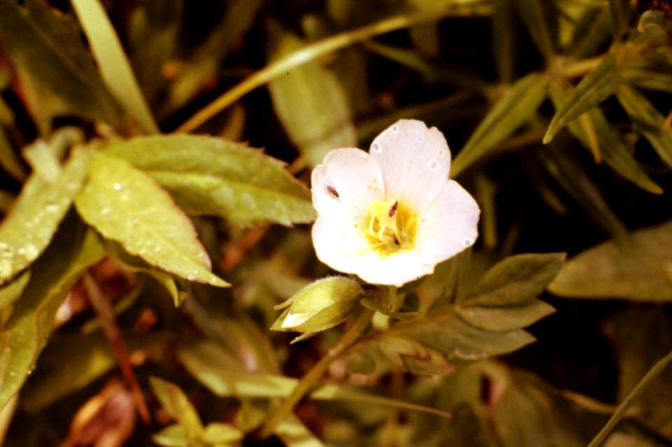 Umpqua NF - Flower at Hemlock Lake Meadow, OR 1980