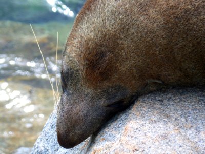 Australian Fur Seal photo
