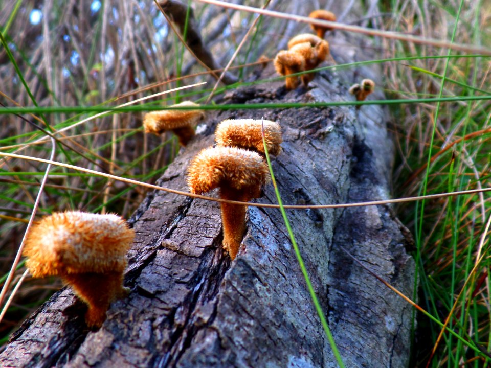 Toadstool stairway