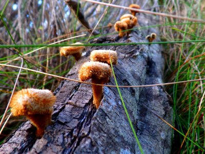 Toadstool stairway