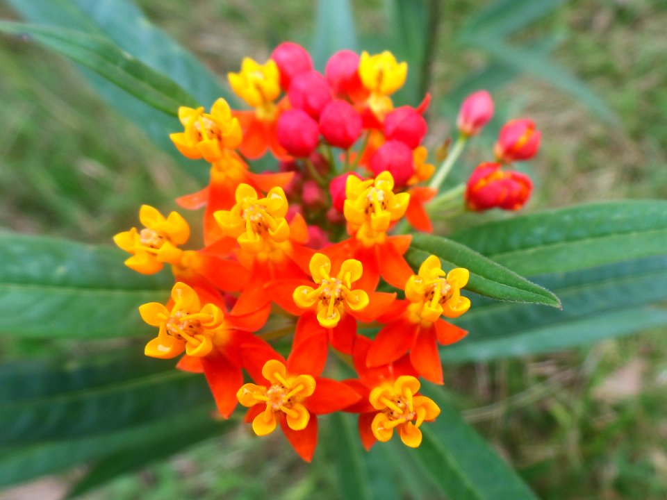 Fiery Lantana flower