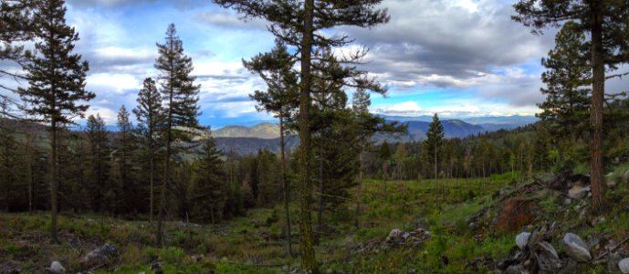 The Loomis State Forest is a working forest, managed by the Department of Natural Resources to provide funding for schools in Washington State.