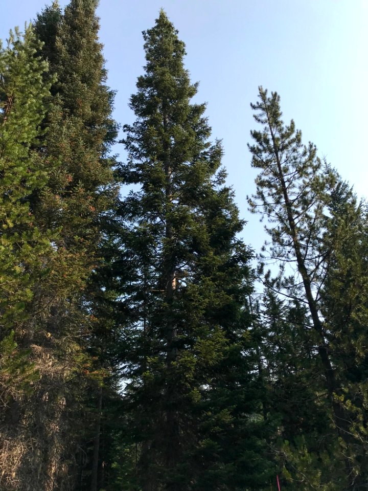 2018 Tree Team searches for the perfect Christmas tree