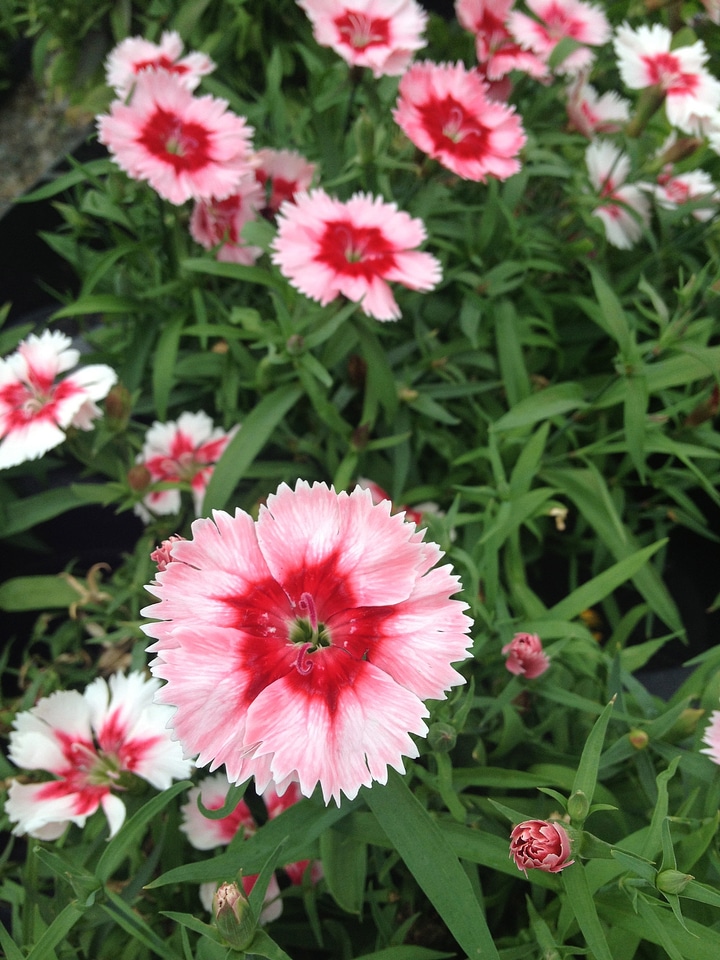 Floral plant petal photo