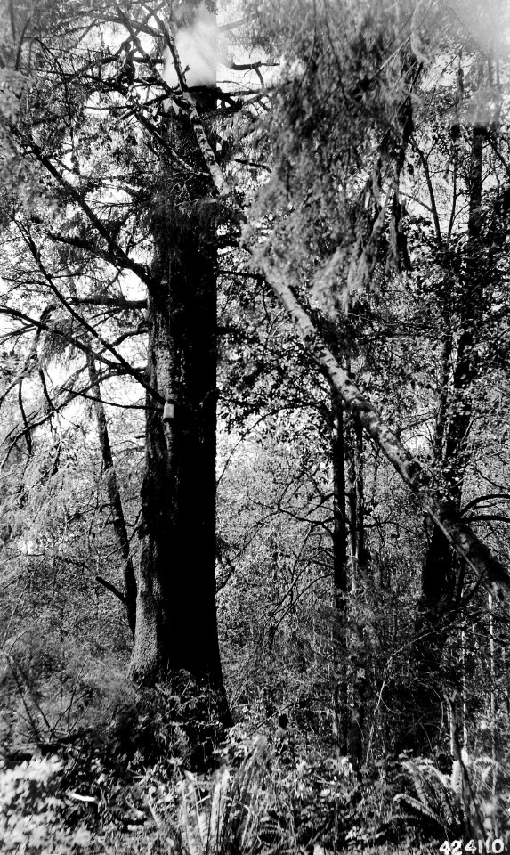 424110 Fighting a Snag Fire, Olympic NF, Washington 1915
