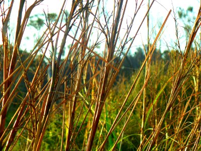 Through the bushes photo