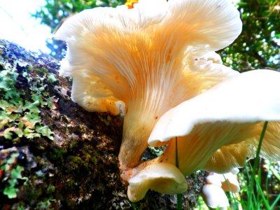 Creamy Fungi