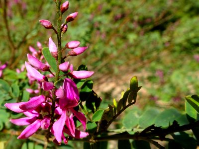 Winter pink