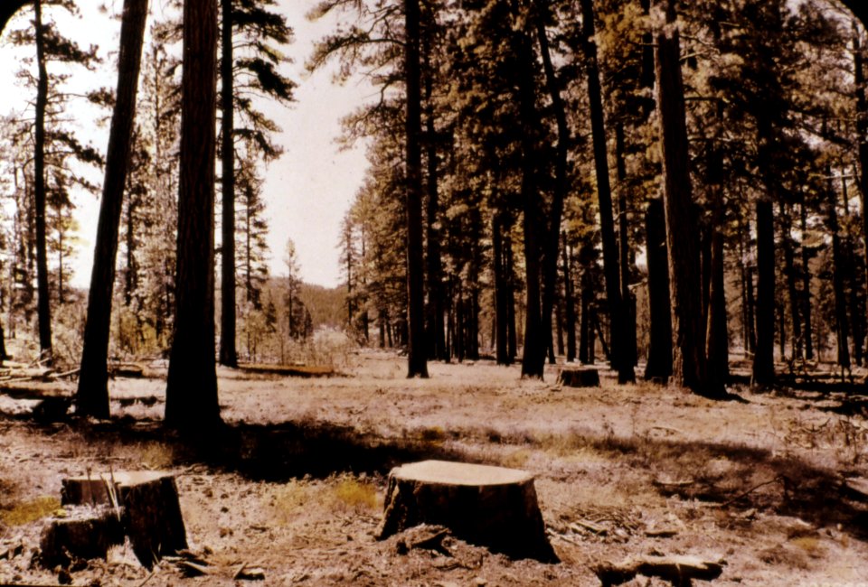 408860 Selective Cutting on Hines Sale, Malheur NF 1941