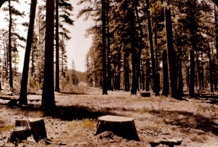 408860 Selective Cutting on Hines Sale, Malheur NF 1941