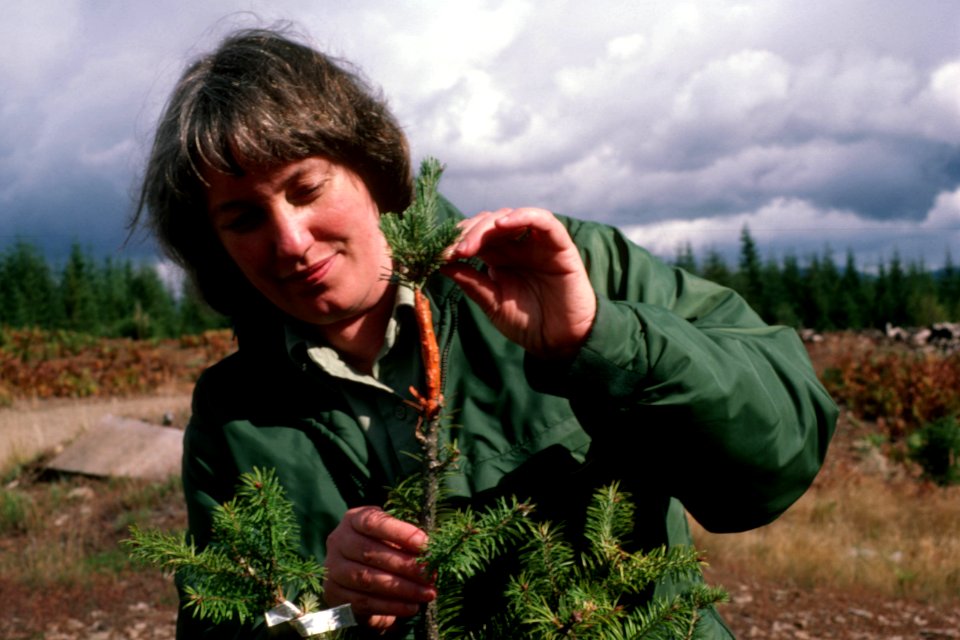 Gifford Pinchot National Forest, silviculture.jpg