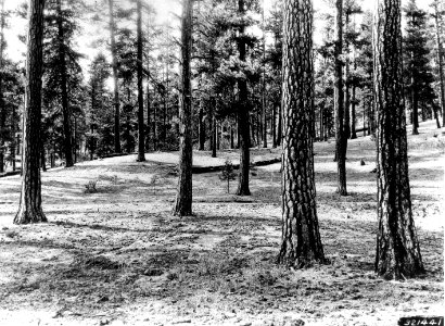 321441 Ponderosa Pine near Ochoco RS, Ochoco NF, OR 1936 photo