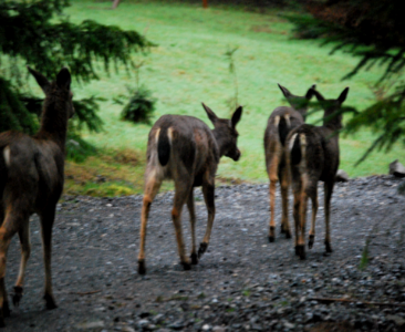 Herd of Deer-Olympic photo