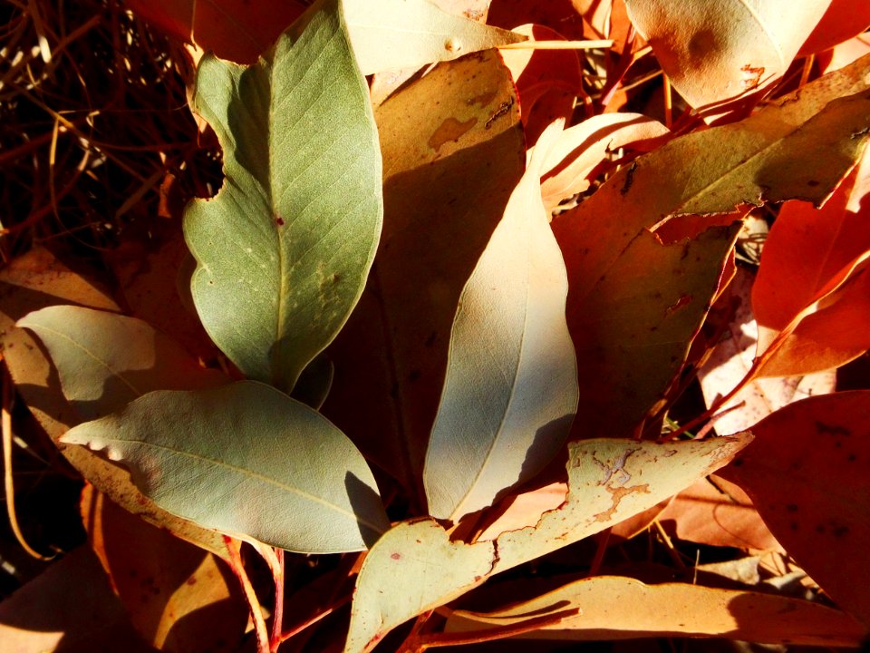 Dry spring leaves