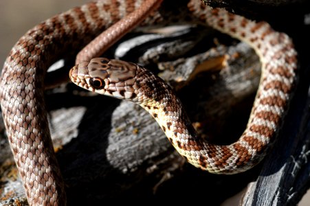 SNAKE COILED ON LOG-CROOKED RIVER NATIONAL GRASSLAND