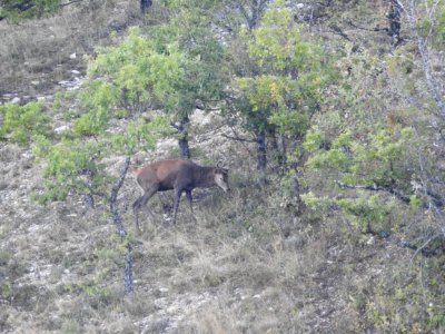 Brame  du Cerf  .JPG