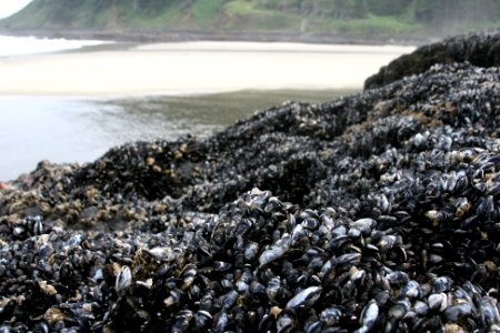 Field of Mussels at Cape Perpetua, Siuslaw National Forest photo