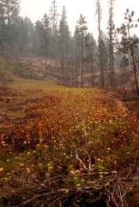 371 Rogue River-Siskiyou National Forest, Biscuit Fire