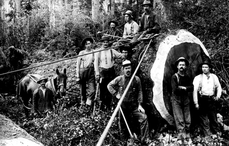 32579 Log with Loggers near Hoquiam WA 1902