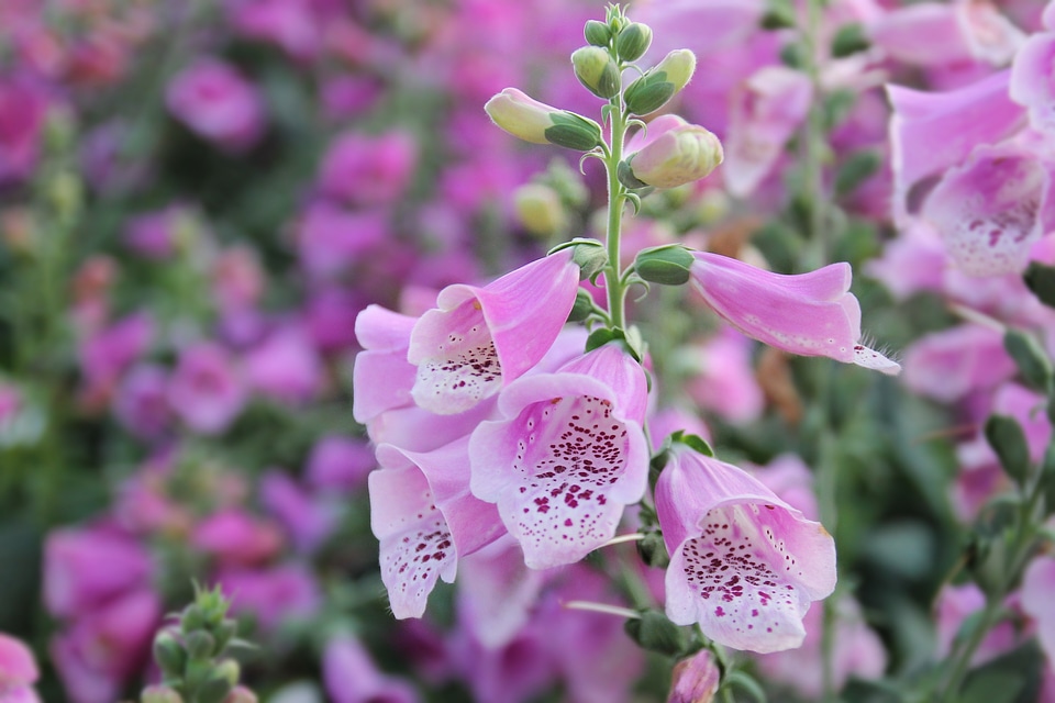 Nature plant digitalis