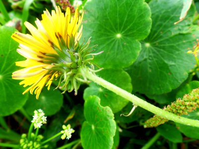 Sunshine in a daisy photo