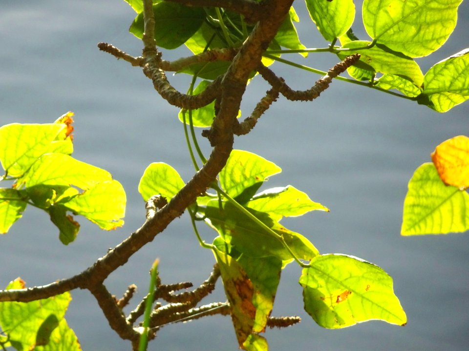Leafy sunset on water