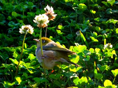 Silvereye at lunch