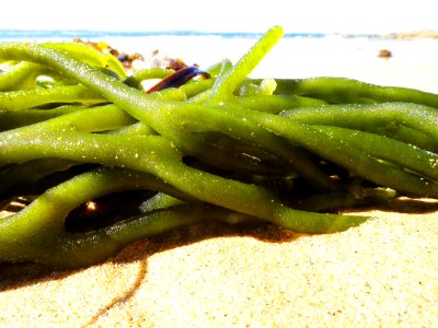 Seaweed spaghetti photo