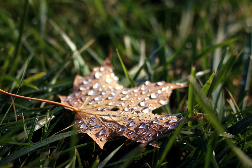 Autumn fall brown