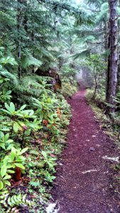 Pacific Northwest Trail on the Mt Zion Trail, Olympic National Forest
