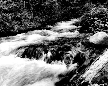 483481 Roaring River, So Fork McKenzie River, Willamette NF, OR 1957