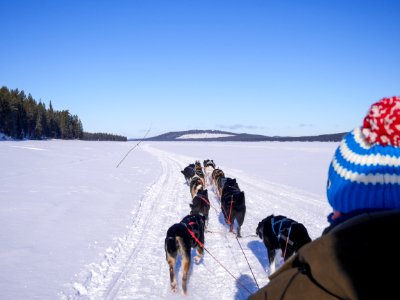 A Team of Siberian Sled Dogs Pulling a Sled Through the Winter Forest photo