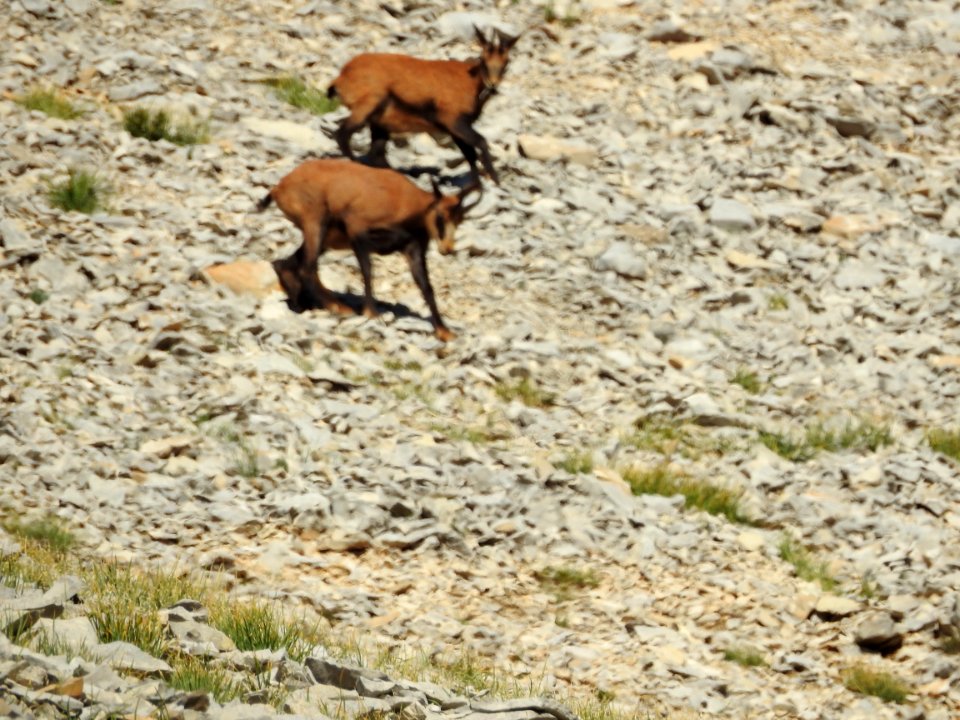 Chamois  Sentier  Secret  Mt Ventoux