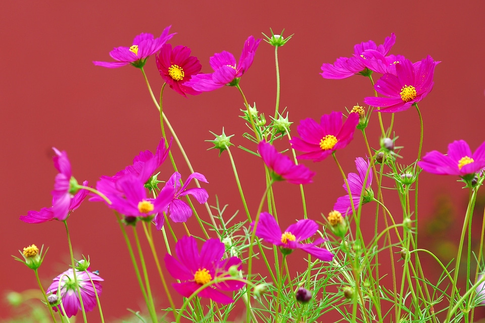 Blossom bloom plant