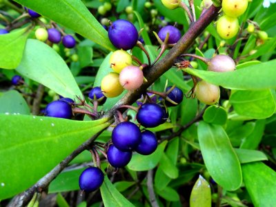 Purple winter berries