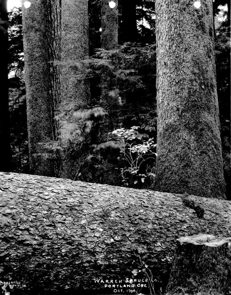 189 Spruce Log (closeup) photo