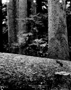 189 Spruce Log (closeup) photo