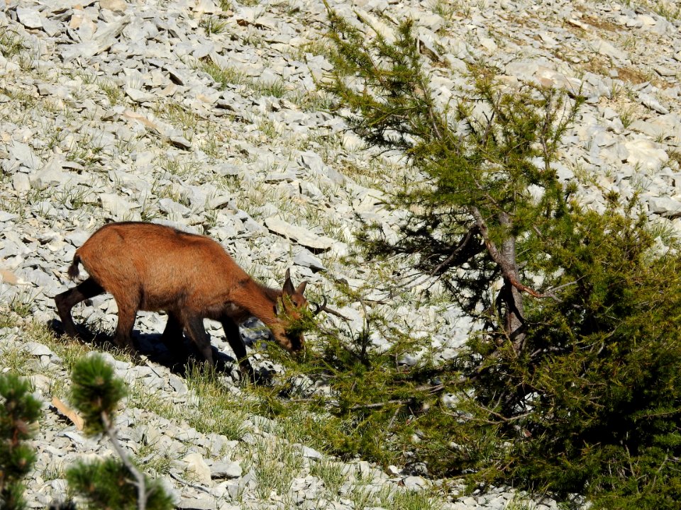Chamois mange aiguilles de Meleze Mt Ventoux nord