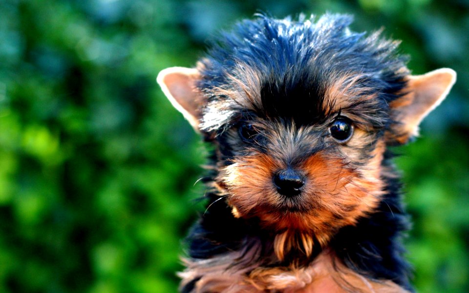 puppy