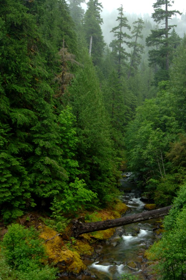 Lookout Creek in the HJ Andrews Experimental Forest, Willamette National Forest
