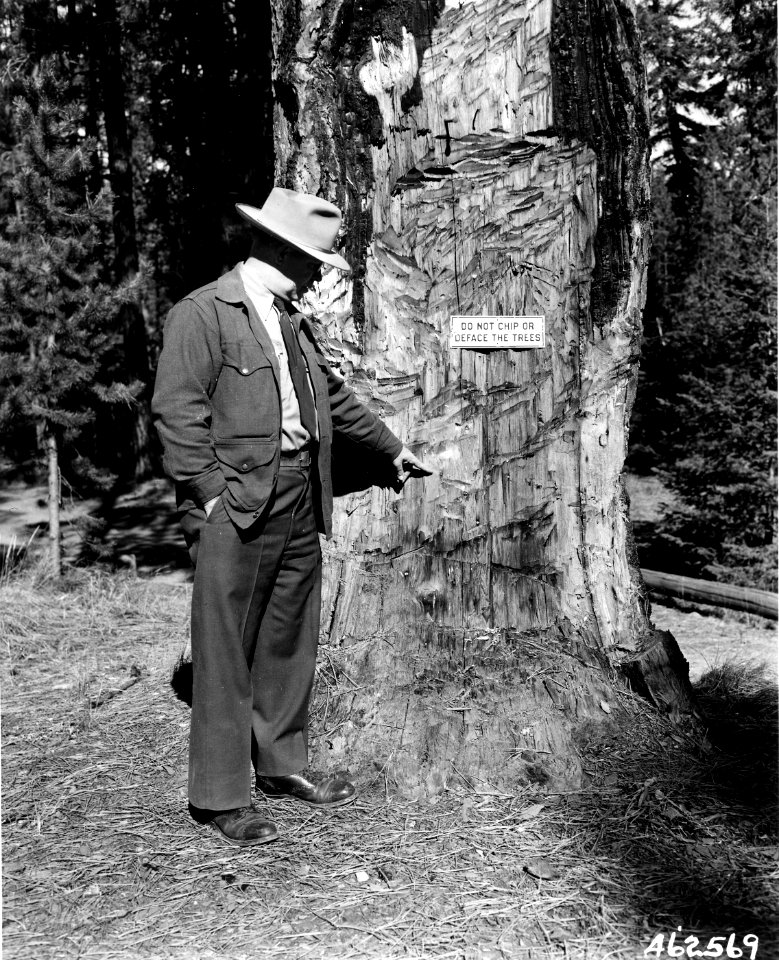 462569 Defaced Pine, Naches RD, Snoqualmie NF, WA 1950