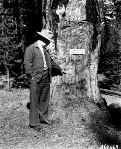 462569 Defaced Pine, Naches RD, Snoqualmie NF, WA 1950 photo