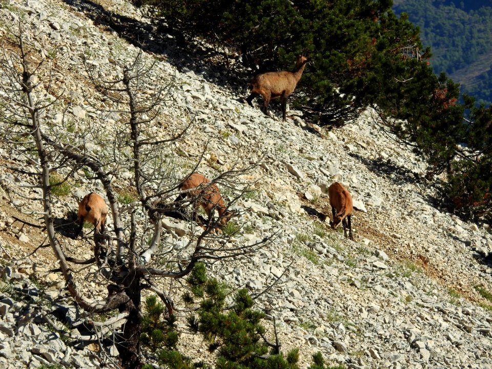 Chamois   Sentier  Secret   Mt Ventoux nord